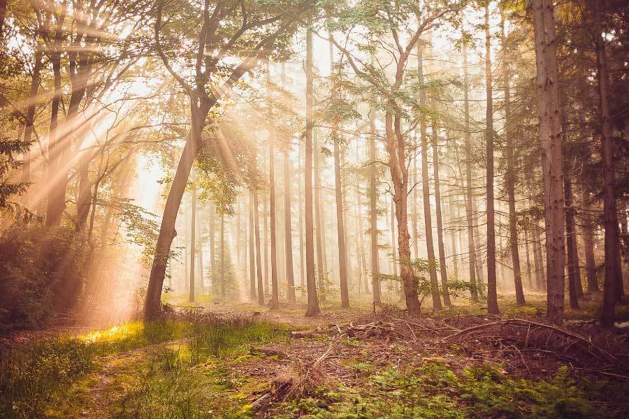 中国电竞战队夺得世界冠军